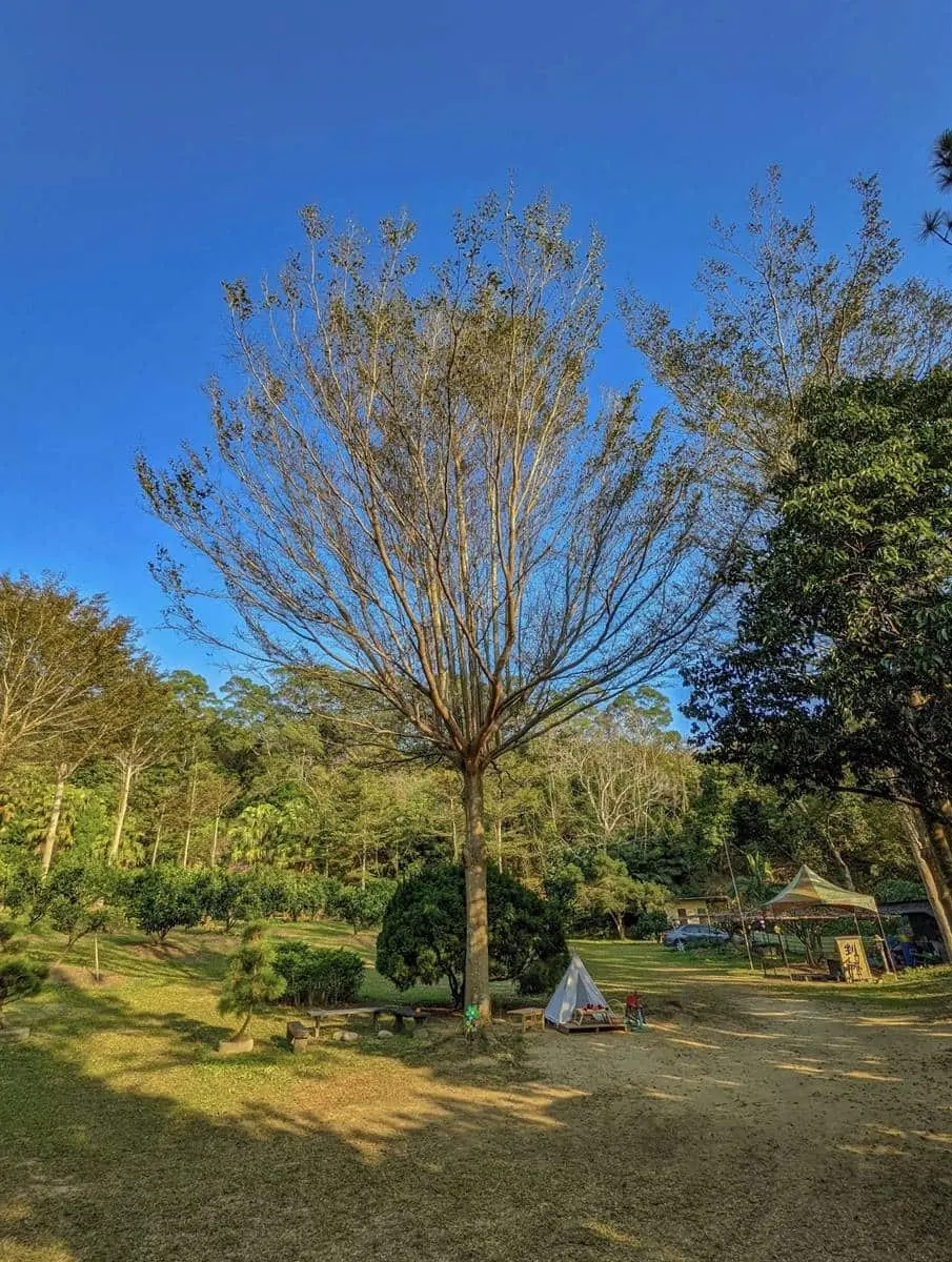 100元橘子吃到飽！新竹「採橘祕境」IG暴紅，打卡歐洲莊園級美景