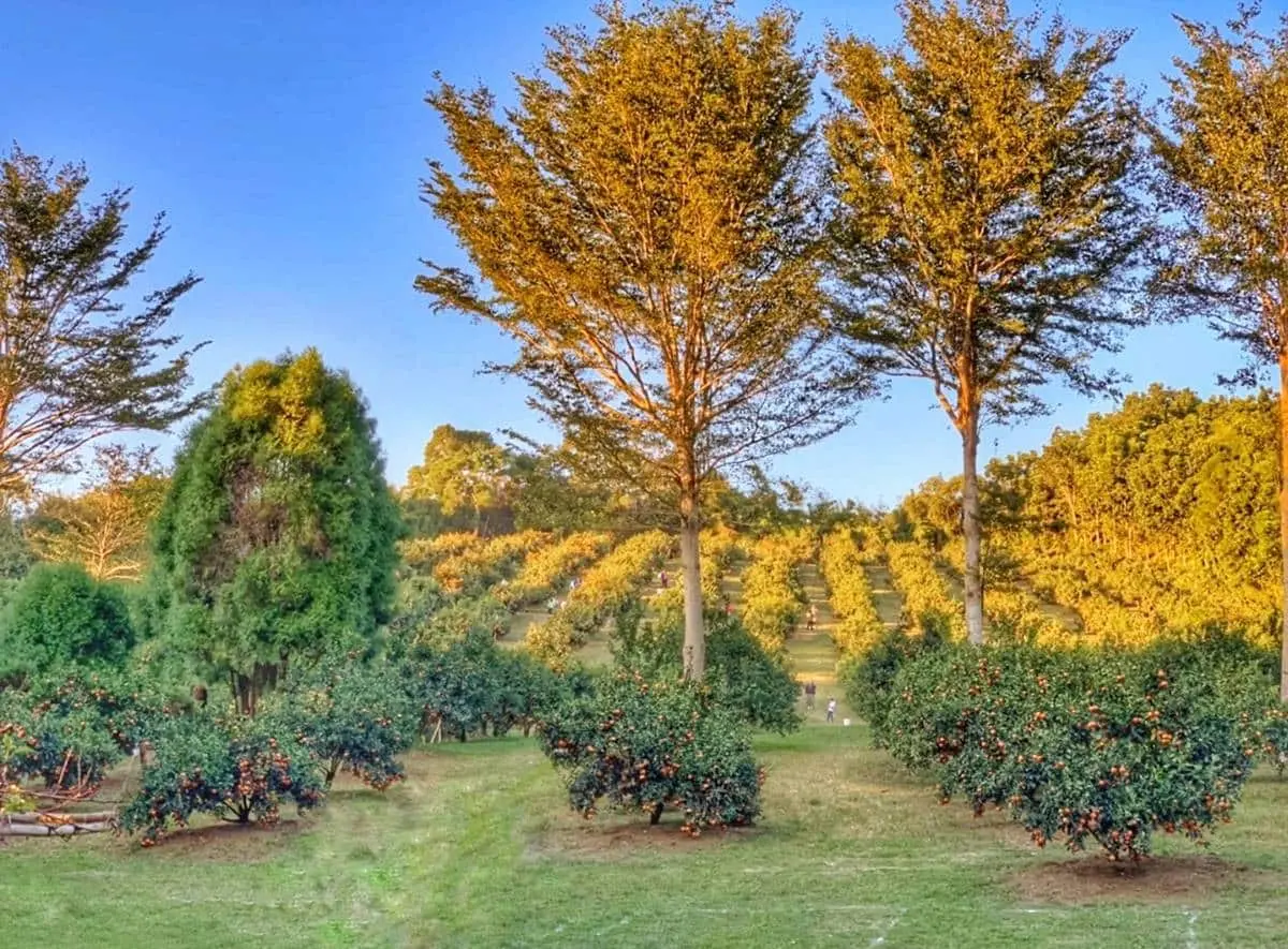 100元橘子吃到飽！新竹「採橘祕境」IG暴紅，打卡歐洲莊園級美景