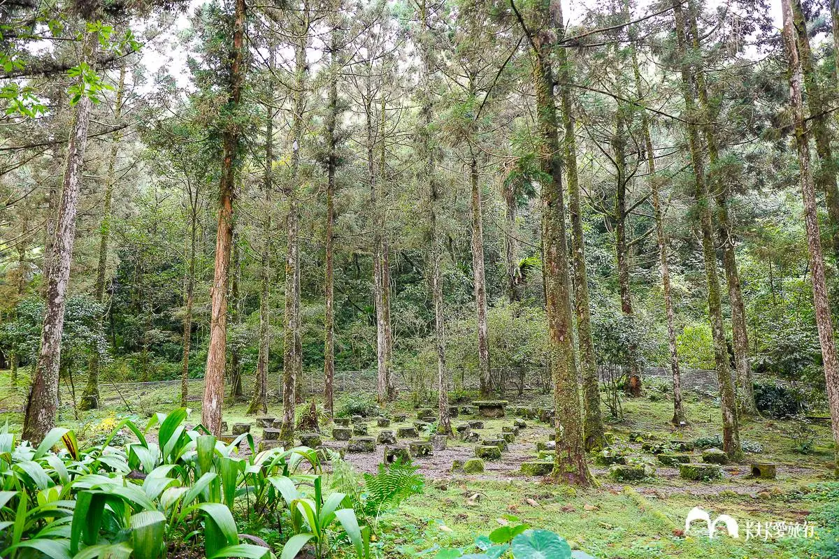 美拍祕境再+1!宜蘭植物園打卡絕美「綠色廊道」,還能賞整面湖泊倒影 美拍祕境再+1!宜蘭植物園打卡絕美「綠色廊道」,還能賞整面湖泊倒影