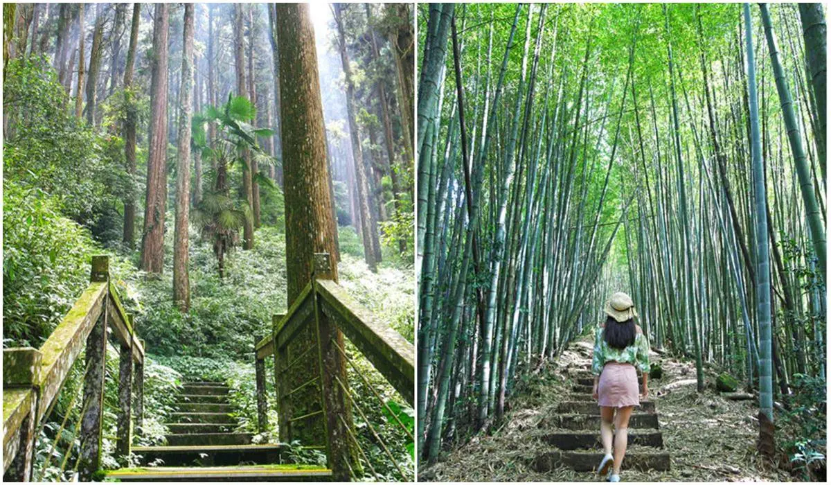 網美來打卡！阿里山４條美拍「茶園步道」：整片東方美人茶園、五星級步道