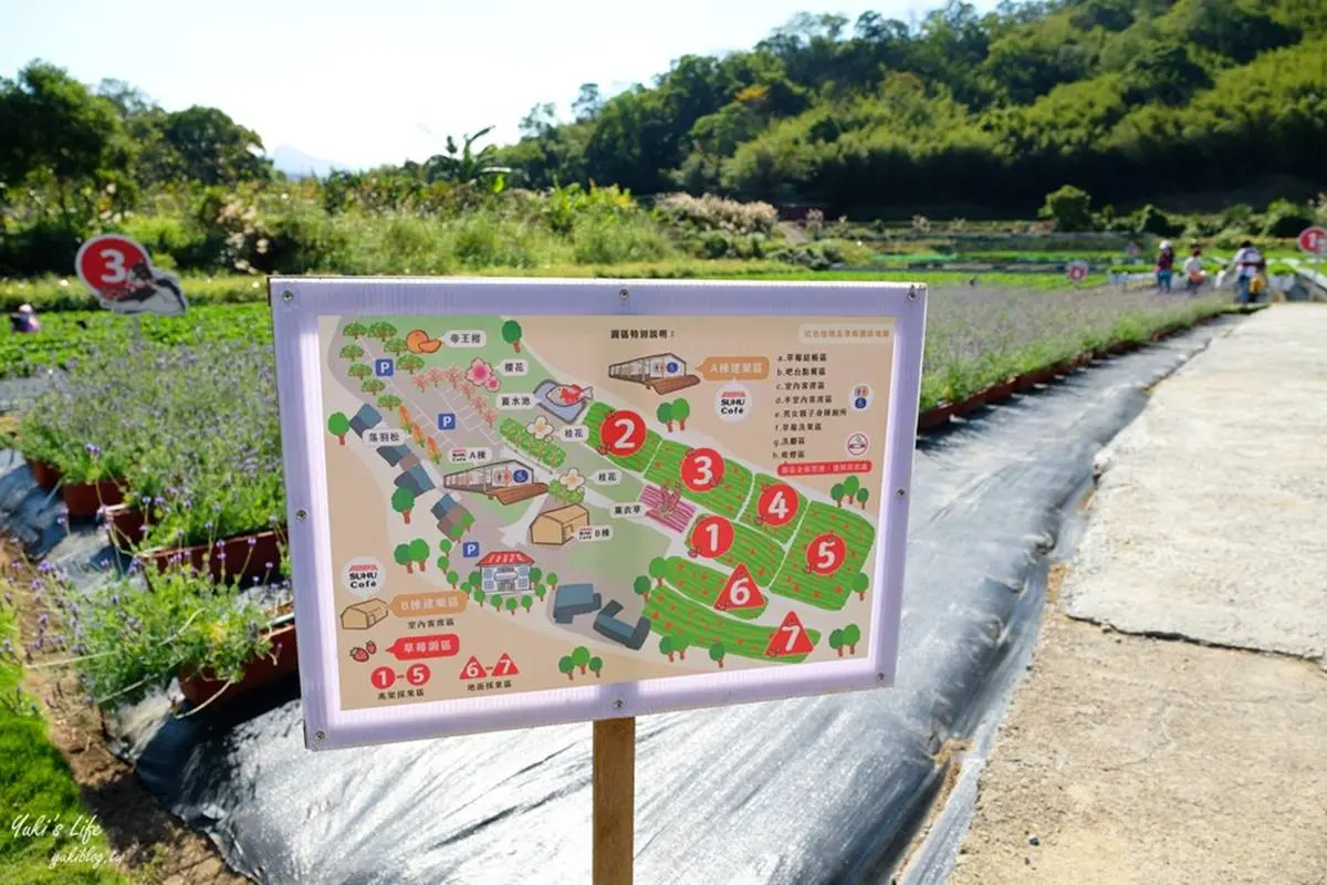 隱身在咖啡廳的草莓園！苗栗「韓系咖啡館」能採大湖草莓，還要點綿密雪酪冰