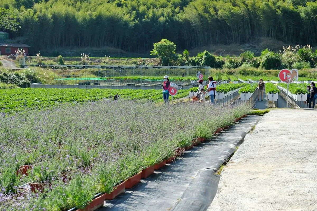 隱身在咖啡廳的草莓園！苗栗「韓系咖啡館」能採大湖草莓，還要點綿密雪酪冰