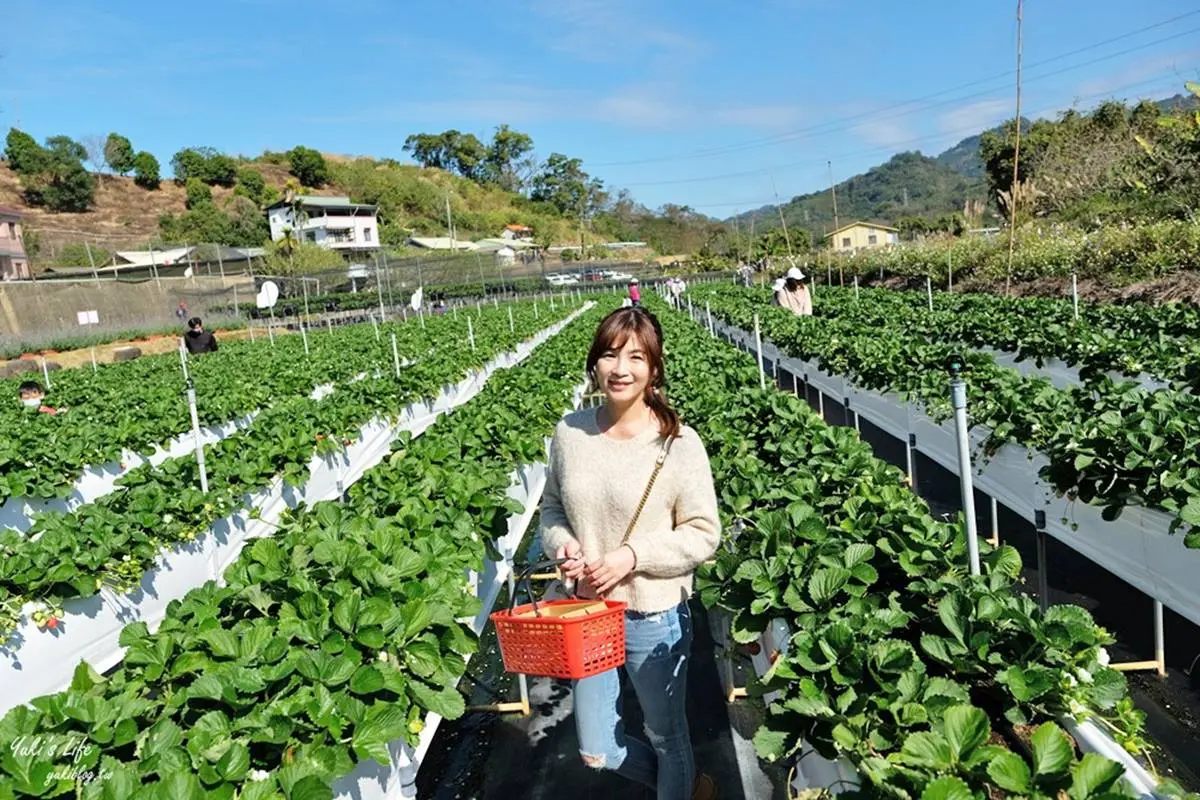 隱身在咖啡廳的草莓園！苗栗「韓系咖啡館」能採大湖草莓，還要點綿密雪酪冰