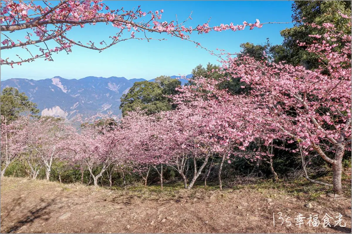 打卡整片粉色仙境!高雄櫻花公園「河津櫻」浪漫盛開,山景+櫻花樹超好拍 打卡整片粉色仙境!高雄櫻花公園「河津櫻」浪漫盛開,山景+櫻花樹超好拍