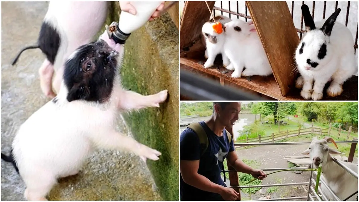 親子出遊首選！北部８大可愛動物農場：全台唯一呆萌「笑笑羊」、近距離餵梅花鹿