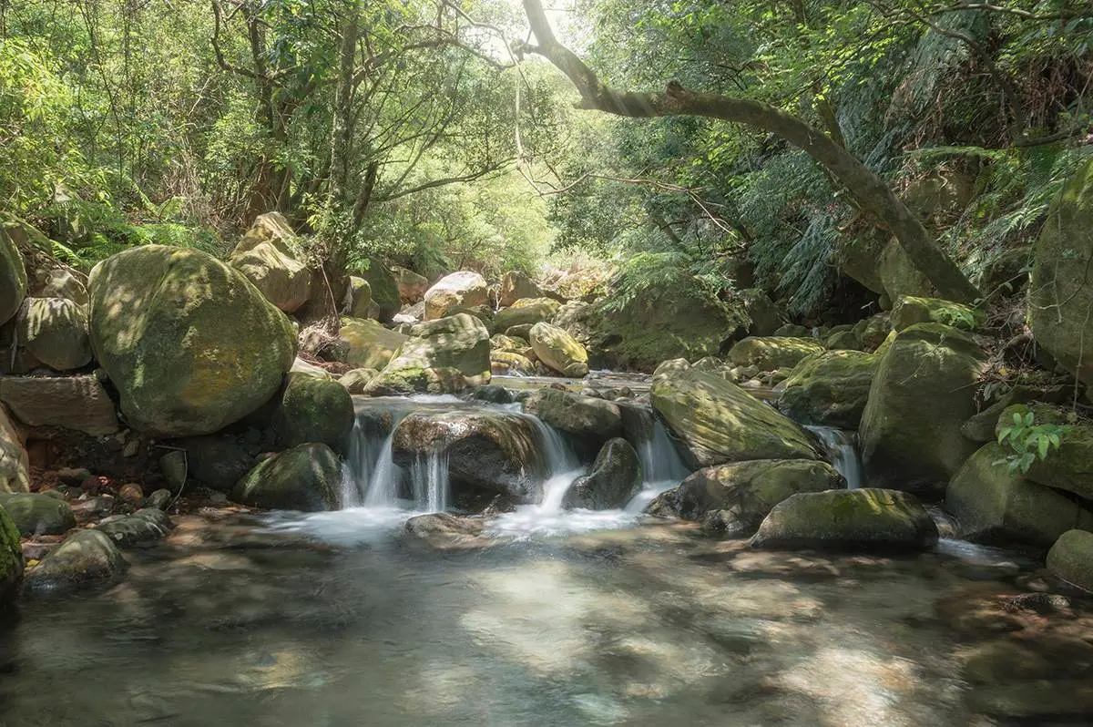 不用花錢爽泡湯！陽明山「溫泉祕境」享受天然牛奶泉，迷你瀑布宛如置身森林