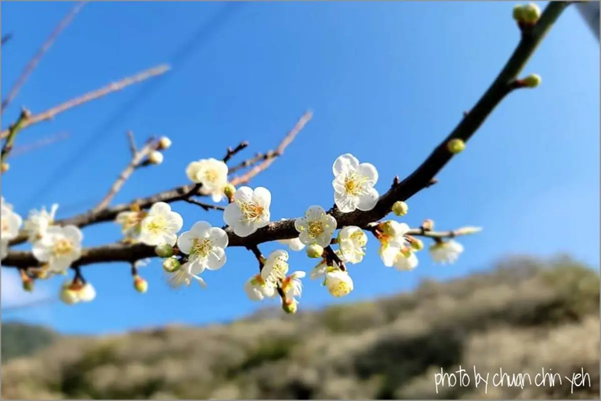 4000棵梅花齊放超美！高雄「隱藏版梅園」賞整片雪白美景，還能漫步森林步道