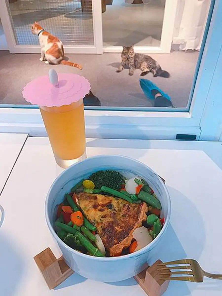 貓奴快衝！新店「貓咪咖啡廳」有50隻喵星人坐鎮，超過２小時互動吸貓吸到爽