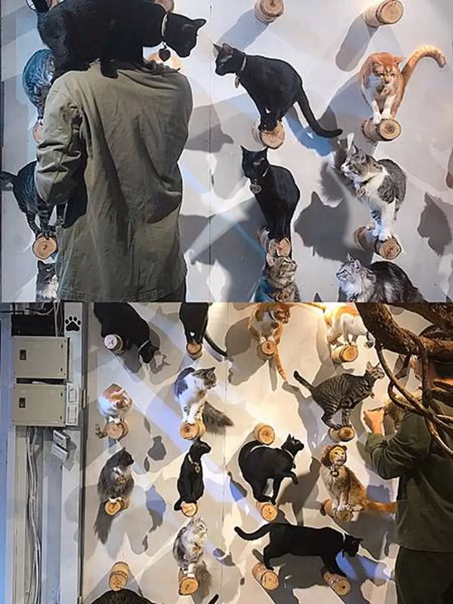 貓奴快衝!新店「貓咪咖啡廳」有50隻喵星人坐鎮,超過2小時互動吸貓吸到爽 貓奴快衝!新店「貓咪咖啡廳」有50隻喵星人坐鎮,超過2小時互動吸貓吸到爽