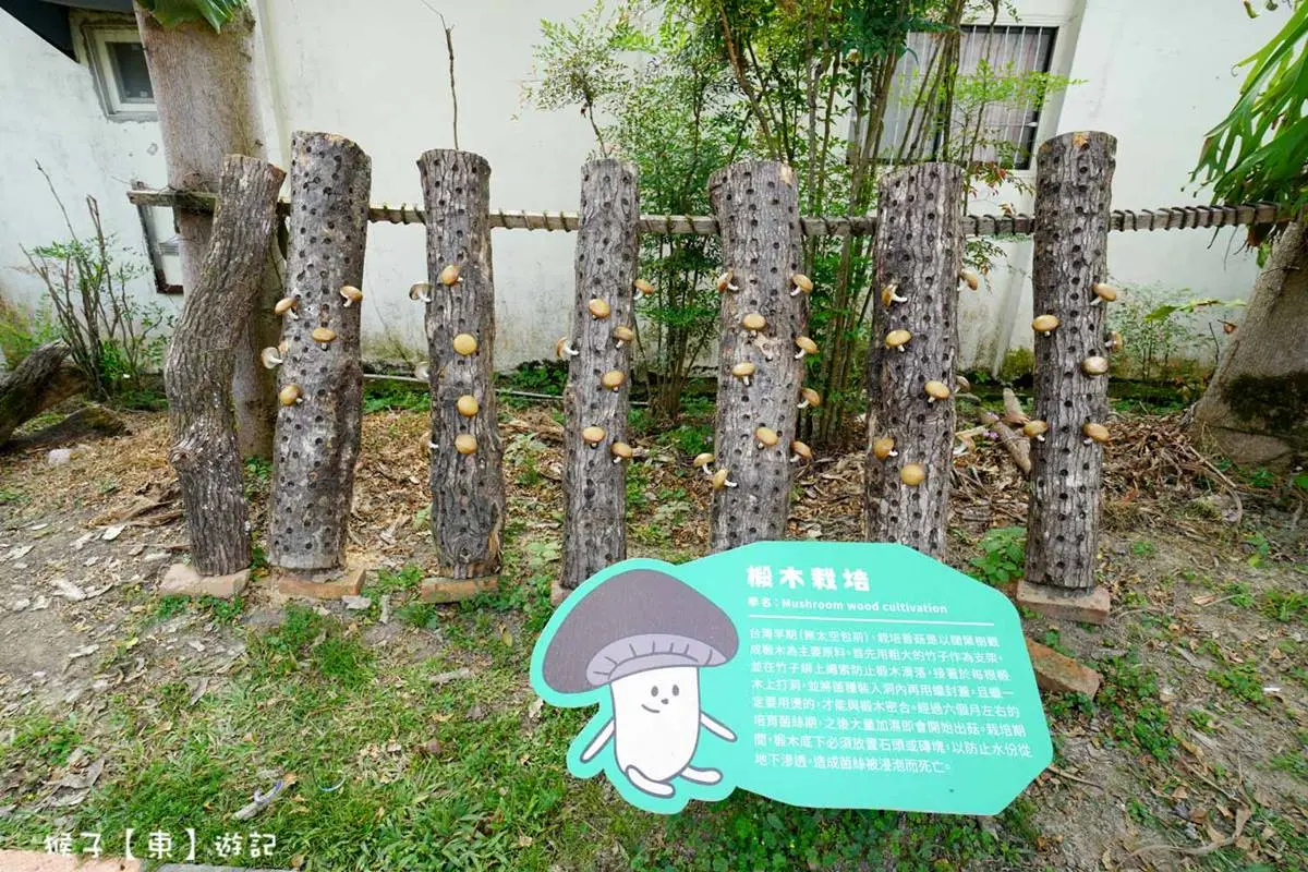 免門票入園！南投「親子生態農場」體驗香菇現採現烤，還能免費喝新鮮菇湯