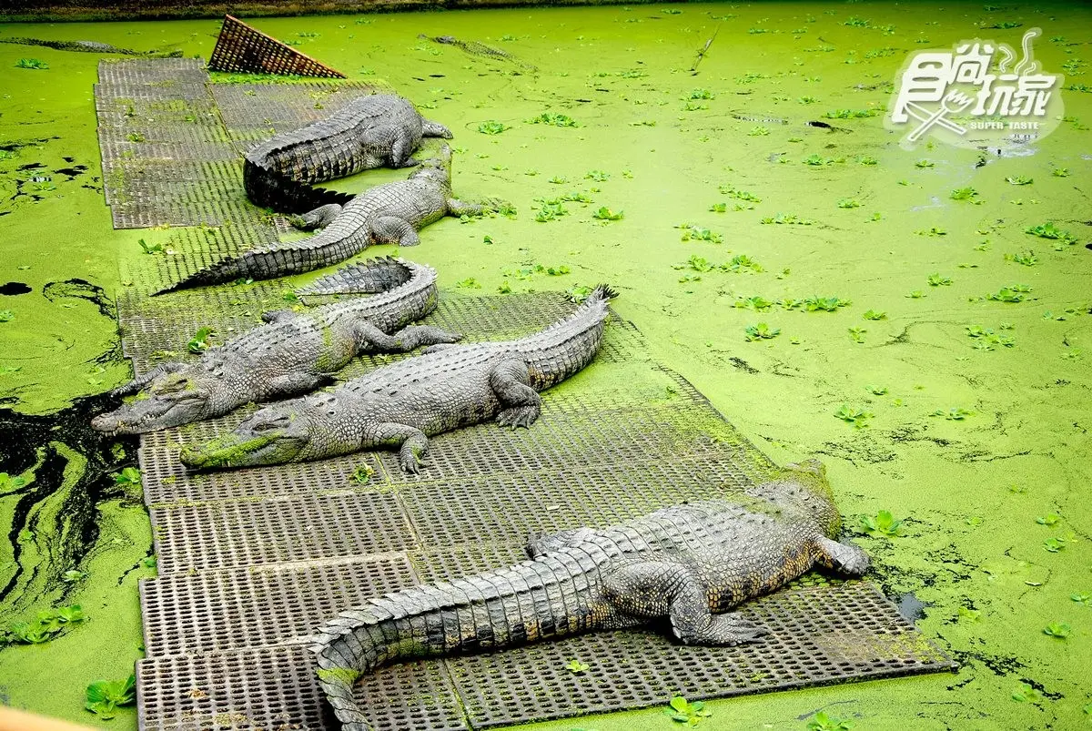 中、南部8間親子動物農場:全台最大鱷魚園區、墾丁小奈良、近距離餵迷你馬 中、南部8間親子動物農場:全台最大鱷魚園區、墾丁小奈良、近距離餵迷你馬