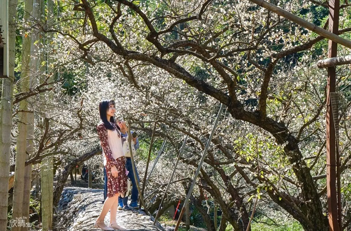 把握最後一波「梅景」！北中南５條賞梅花祕境：4000棵梅樹齊放、梅花隧道
