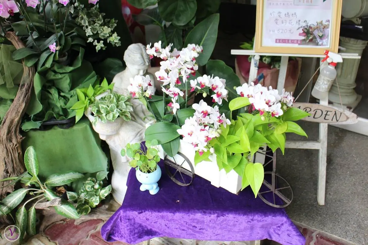 森林系網美必收！北中南６大超好拍「花草景點」：仙人掌綠洲、歐風玫瑰園