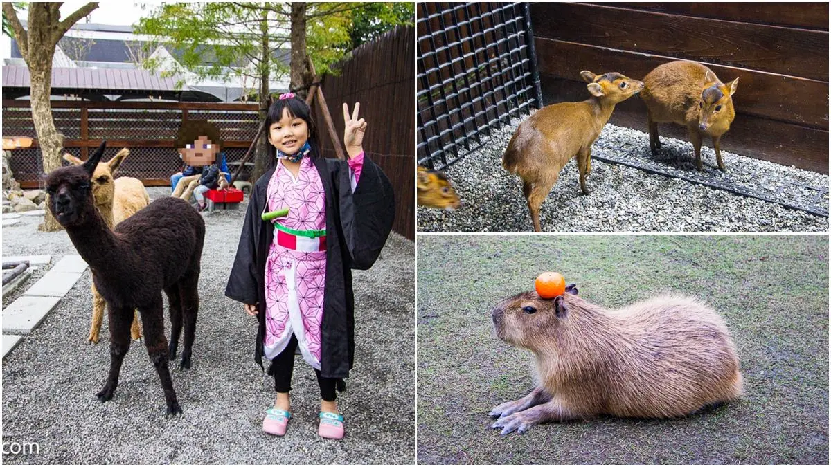 親子出遊首選！北部８大可愛動物農場：全台唯一呆萌「笑笑羊」、近距離餵梅花鹿