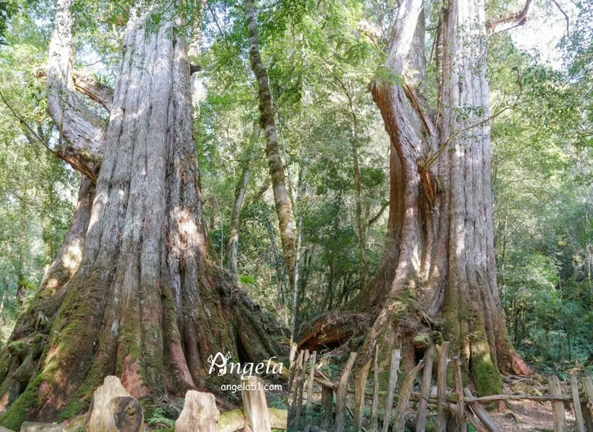 朝聖全台第一大神木!北中南6大神木景點:樹洞驚見「小台灣」、巨木棧道 朝聖全台第一大神木!北中南6大神木景點:樹洞驚見「小台灣」、巨木棧道