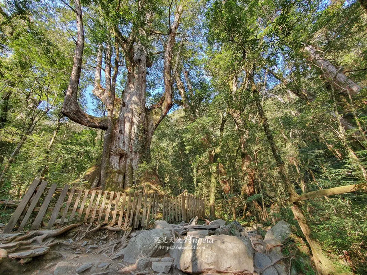 朝聖全台第一大神木!北中南6大神木景點:樹洞驚見「小台灣」、巨木棧道 朝聖全台第一大神木!北中南6大神木景點:樹洞驚見「小台灣」、巨木棧道