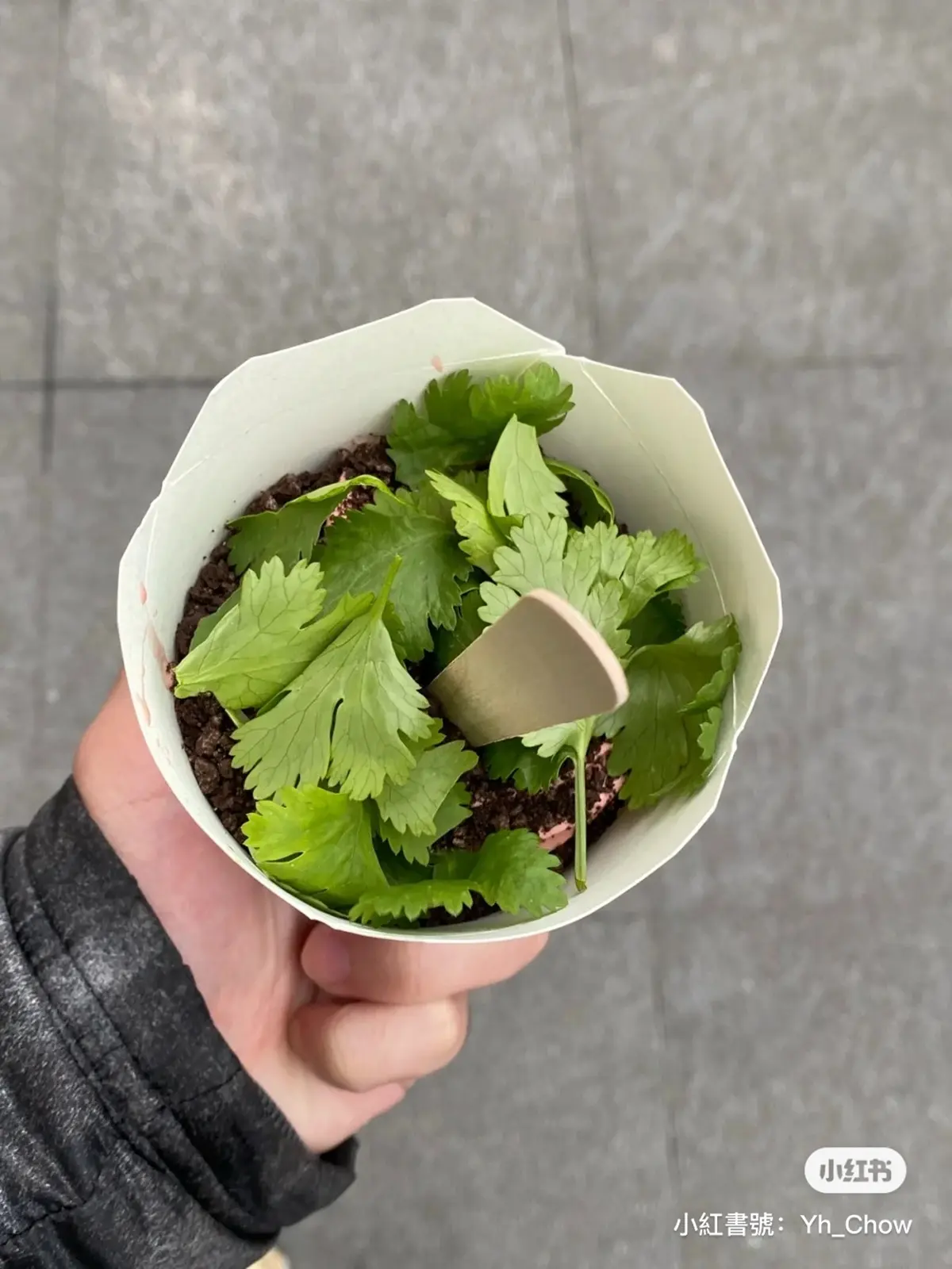 香菜控站出來！麥當勞限時５天開賣「香菜冰炫風」，酸甜清香超醒腦