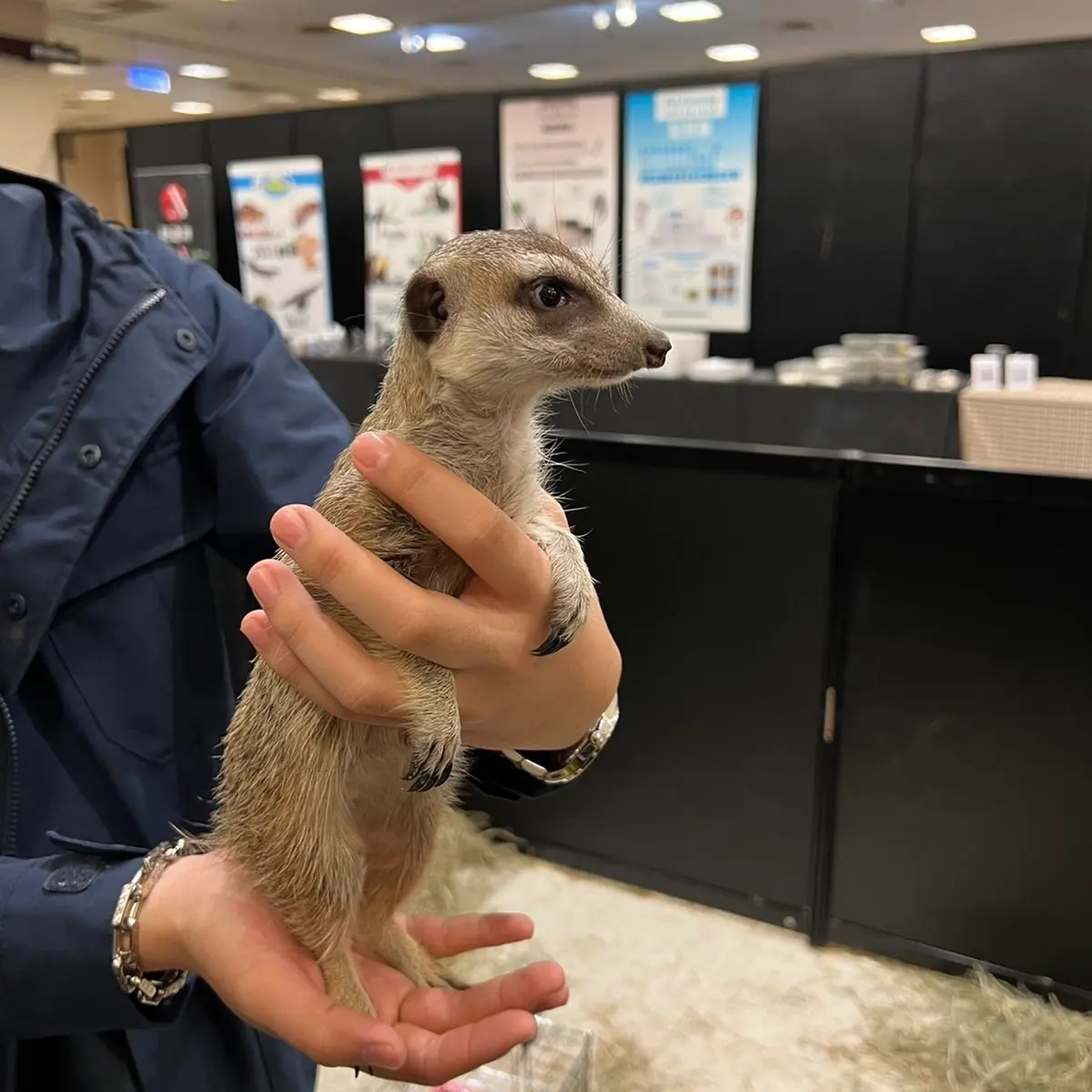 宮崎駿龍貓、獅子王丁滿現身百貨！珍稀物種展免費看，還有全台唯一甲蟲餐廳
