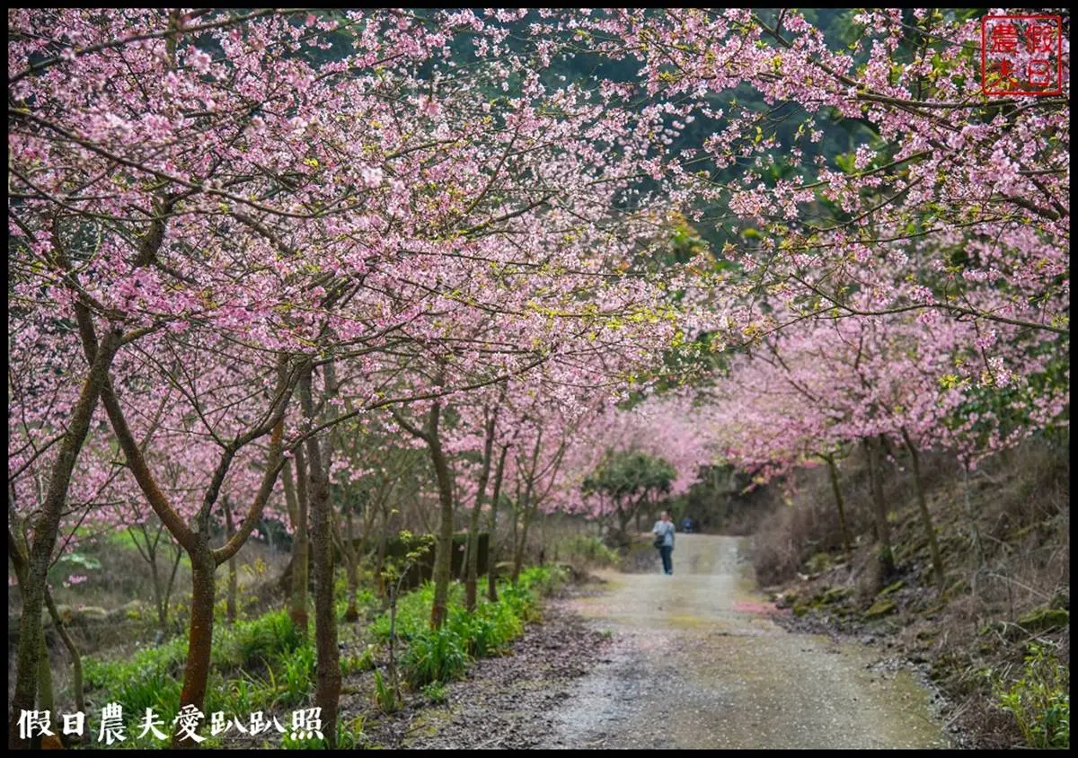 粉色仙境開追！北中５大「櫻花祕境」現正滿開，搶拍天元宮夜櫻、萬坪櫻花林