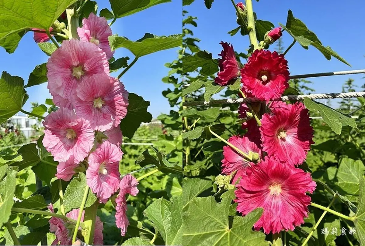 「蜀葵花迷宮」在彰化!萬坪花海齊開比人還高,還能拍4公尺高魷魚遊戲人偶 「蜀葵花迷宮」在彰化!萬坪花海齊開比人還高,還能拍4公尺高魷魚遊戲人偶