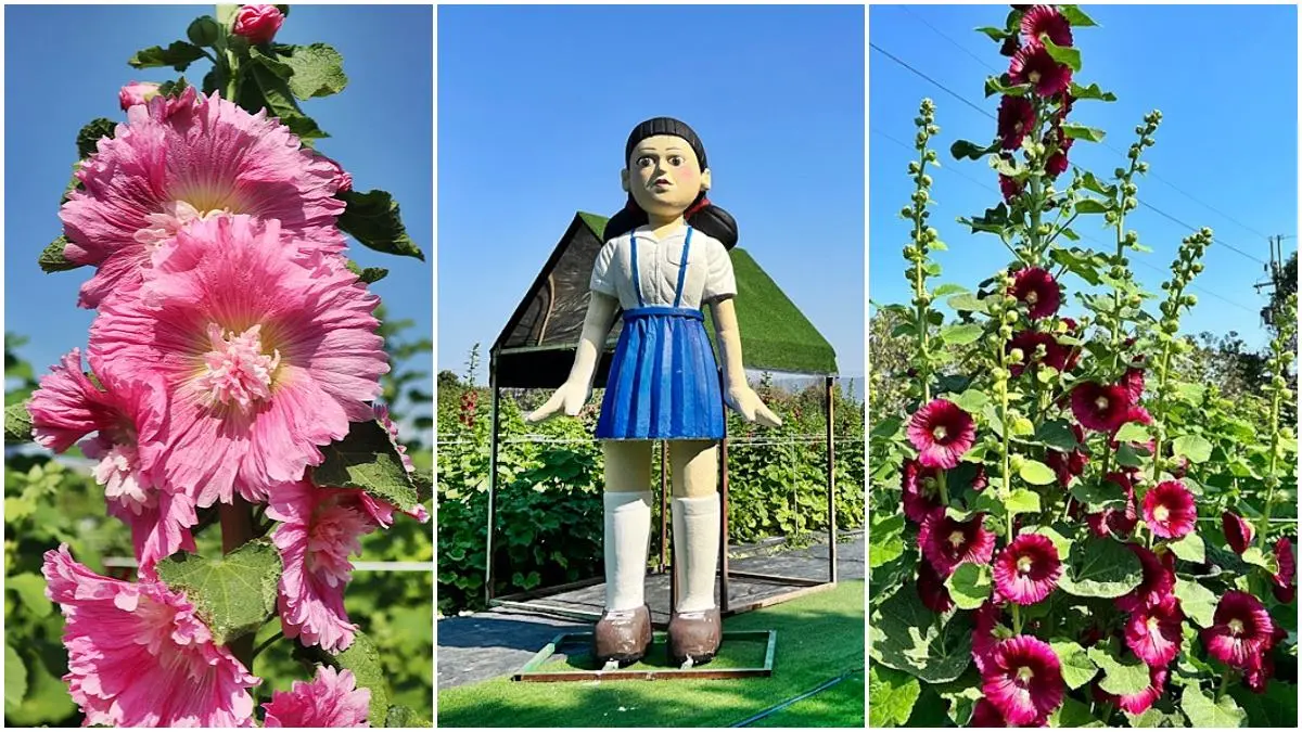「蜀葵花迷宮」在彰化!萬坪花海齊開比人還高,還能拍4公尺高魷魚遊戲人偶