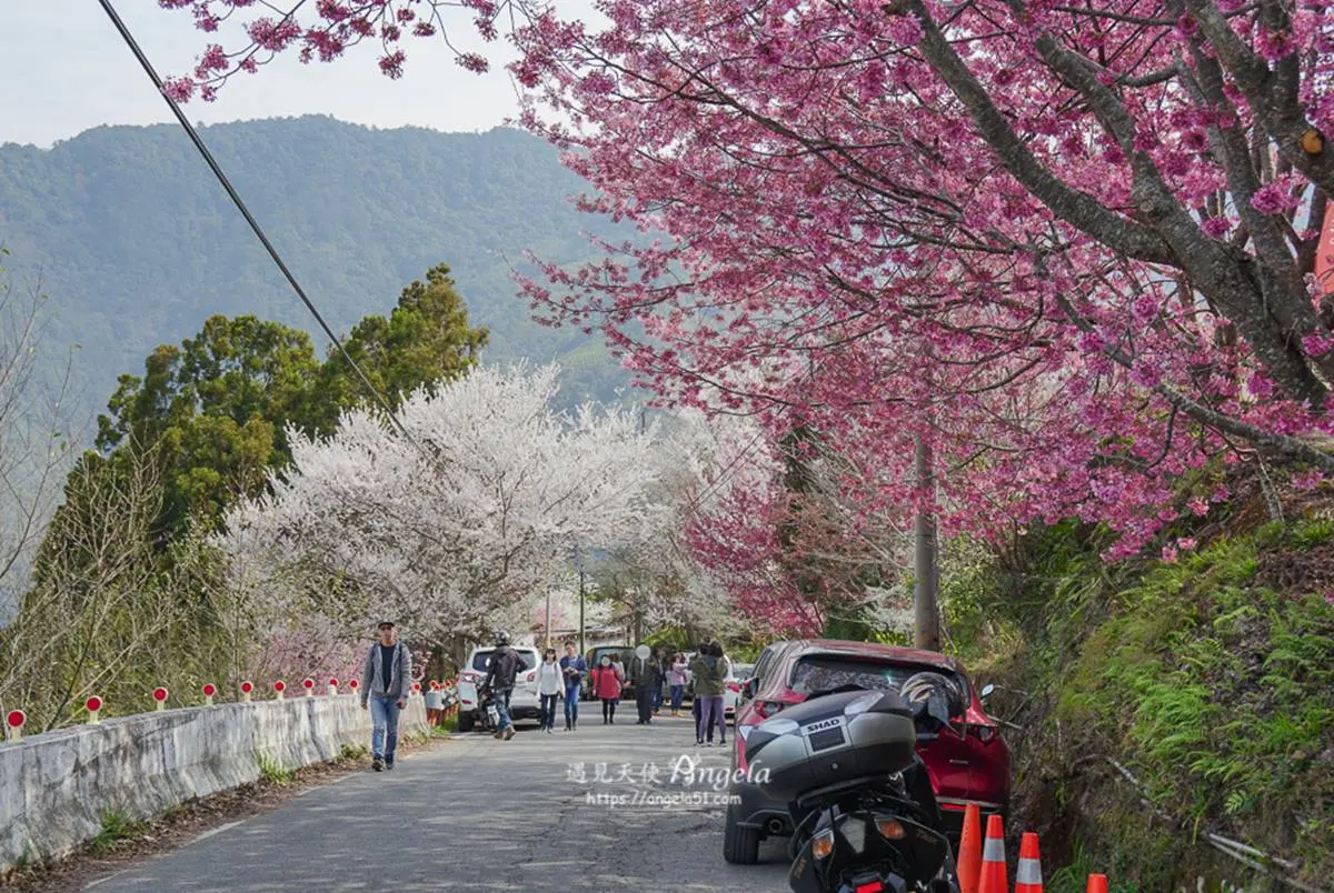 不只武陵農場滿開!北部6大「賞櫻勝地」浪漫暴棚,打卡櫻花隧道、粉櫻祕境 不只武陵農場滿開!北部6大「賞櫻勝地」浪漫暴棚,打卡櫻花隧道、粉櫻祕境