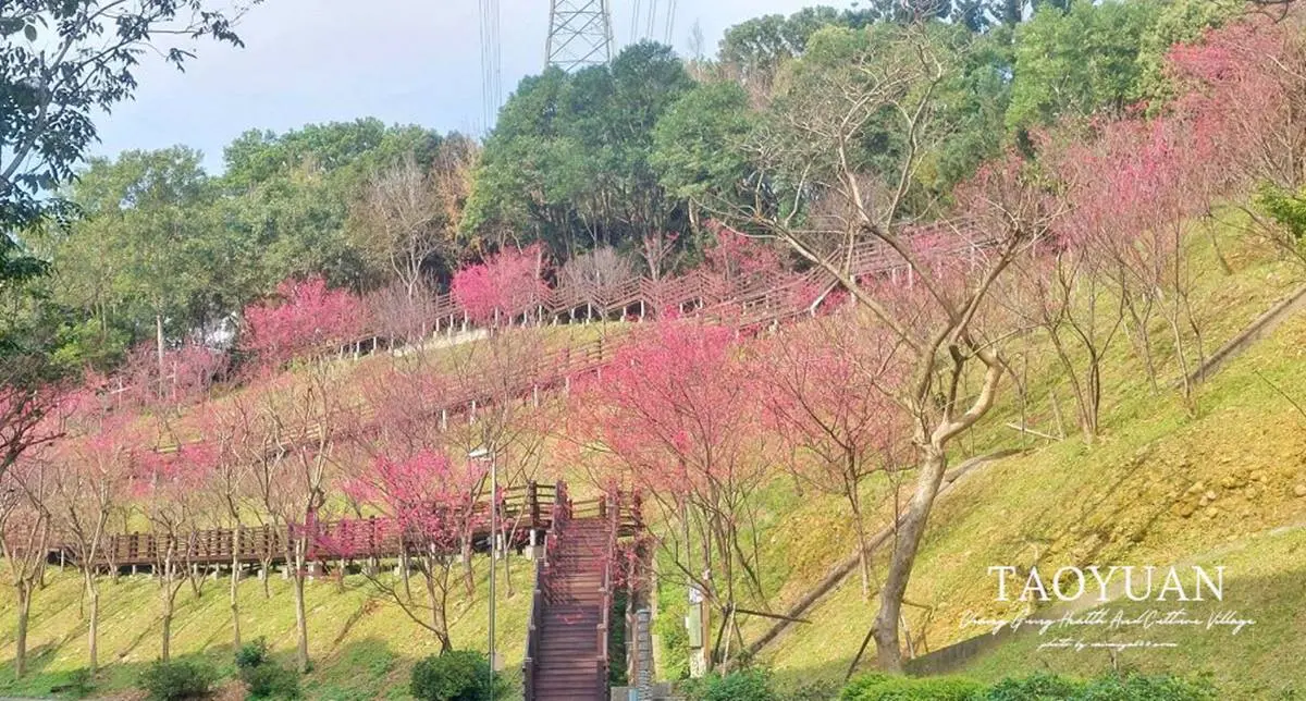 不只武陵農場滿開!北部6大「賞櫻勝地」浪漫暴棚,打卡櫻花隧道、粉櫻祕境 不只武陵農場滿開!北部6大「賞櫻勝地」浪漫暴棚,打卡櫻花隧道、粉櫻祕境