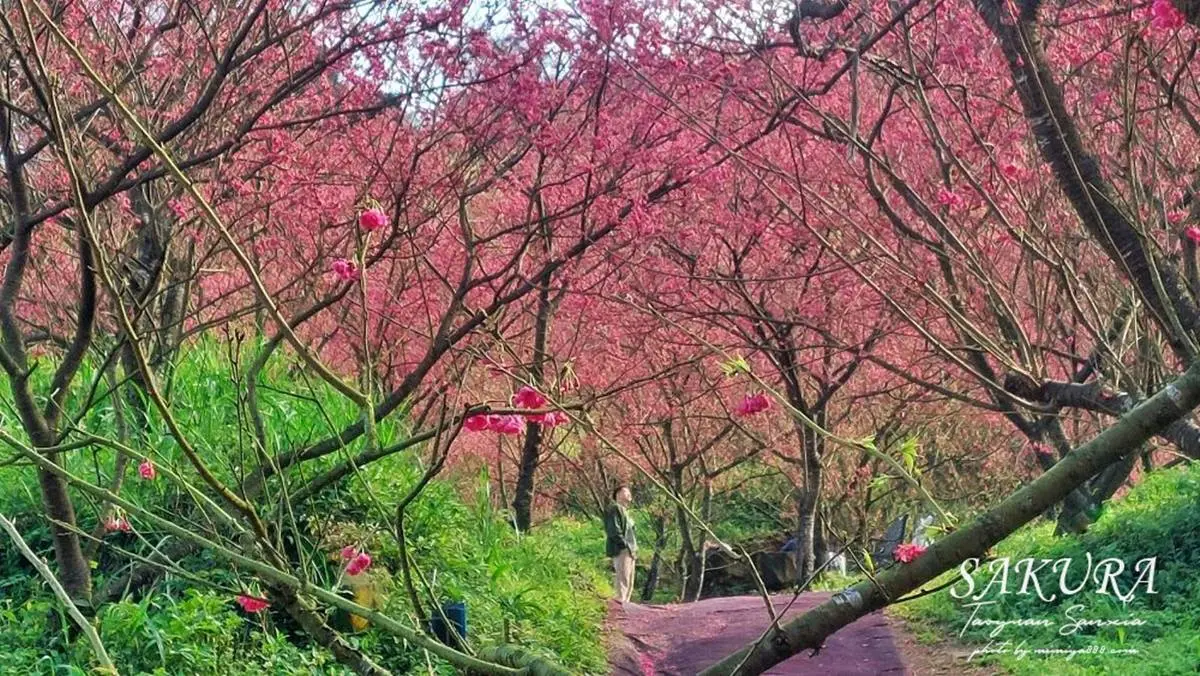 不只武陵農場滿開!北部6大「賞櫻勝地」浪漫暴棚,打卡櫻花隧道、粉櫻祕境 不只武陵農場滿開!北部6大「賞櫻勝地」浪漫暴棚,打卡櫻花隧道、粉櫻祕境