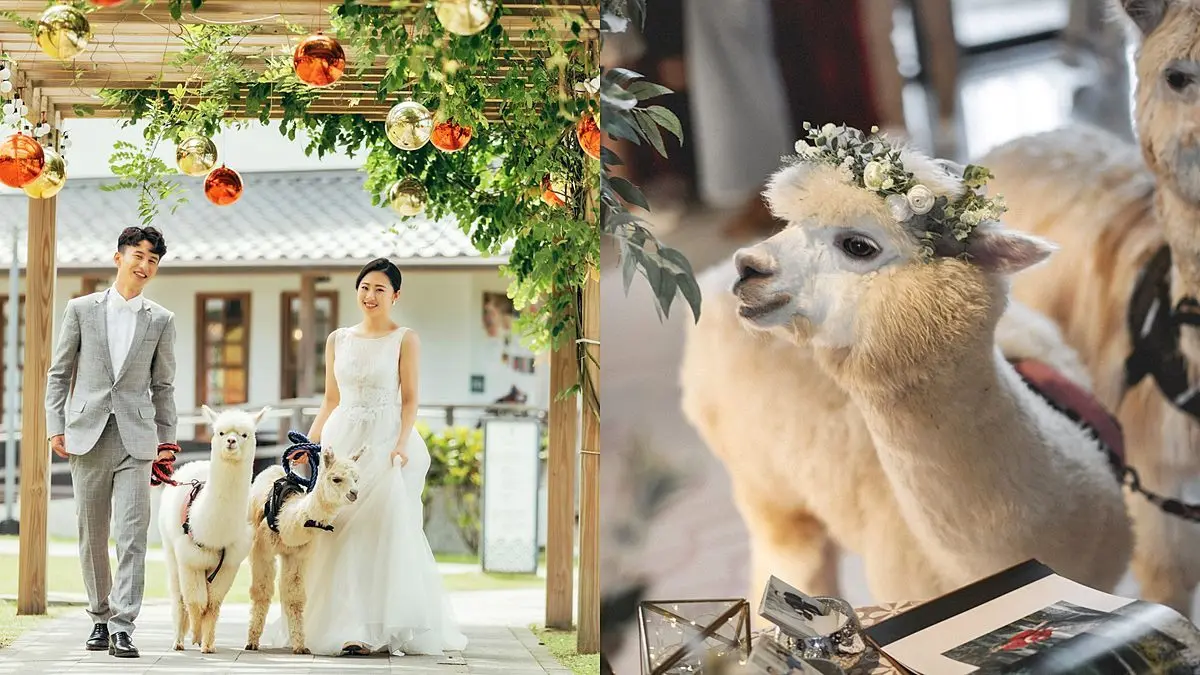 全台唯一「羊駝婚禮」在宜蘭!日式園區提供羊駝證婚,還有免費住飯店好康