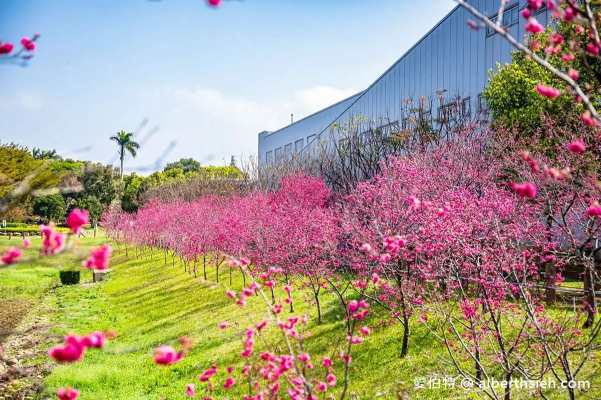 228連假衝台中!打卡300公尺炮仗花牆、千坪櫻花公園,順路吃超有哏地獄炒飯 228連假衝台中!打卡300公尺炮仗花牆、千坪櫻花公園,順路吃超有哏地獄炒飯