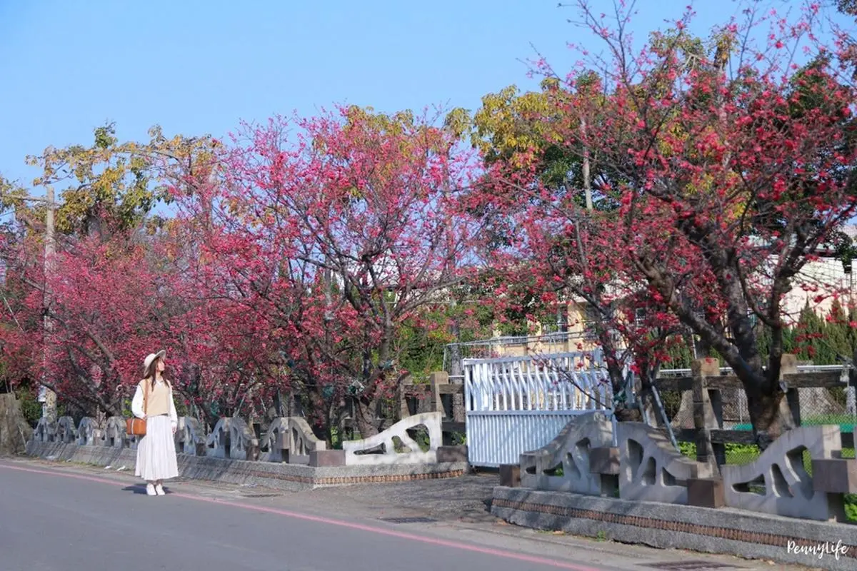 228連假衝台中!打卡300公尺炮仗花牆、千坪櫻花公園,順路吃超有哏地獄炒飯 228連假衝台中!打卡300公尺炮仗花牆、千坪櫻花公園,順路吃超有哏地獄炒飯