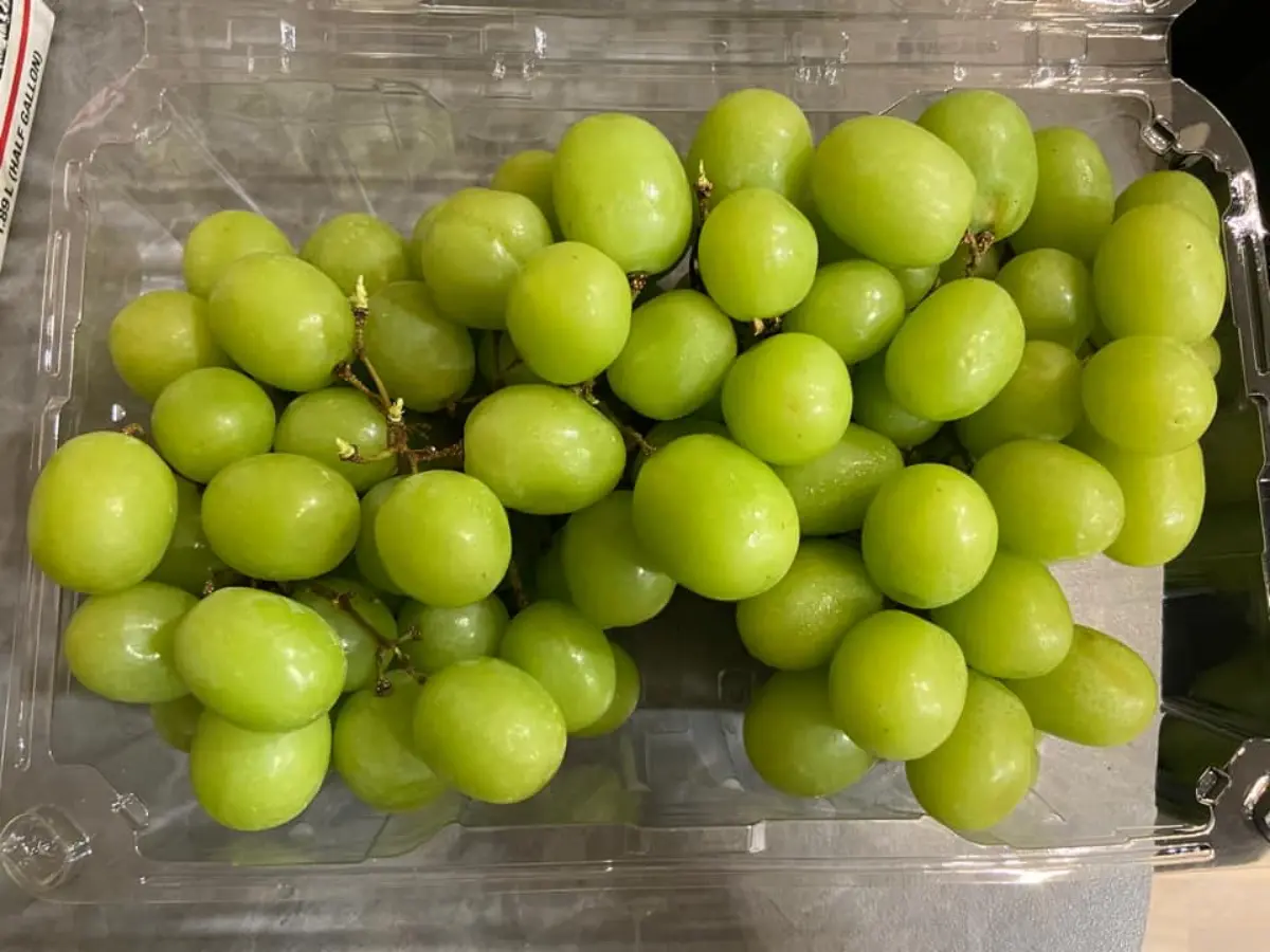 好市多超Juicy「無籽綠葡萄」370元有找!網讚:阿嬤種的 好市多超Juicy「無籽綠葡萄」370元有找!網讚:阿嬤種的