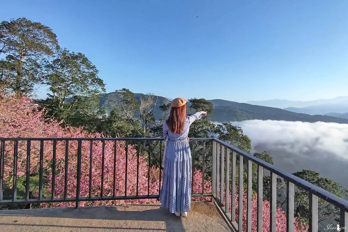 巨大變型金剛陪你看花海!南投夢幻祕境賞雲海+櫻花林,萬坪茶園預約才能來 巨大變型金剛陪你看花海!南投夢幻祕境賞雲海+櫻花林,萬坪茶園預約才能來