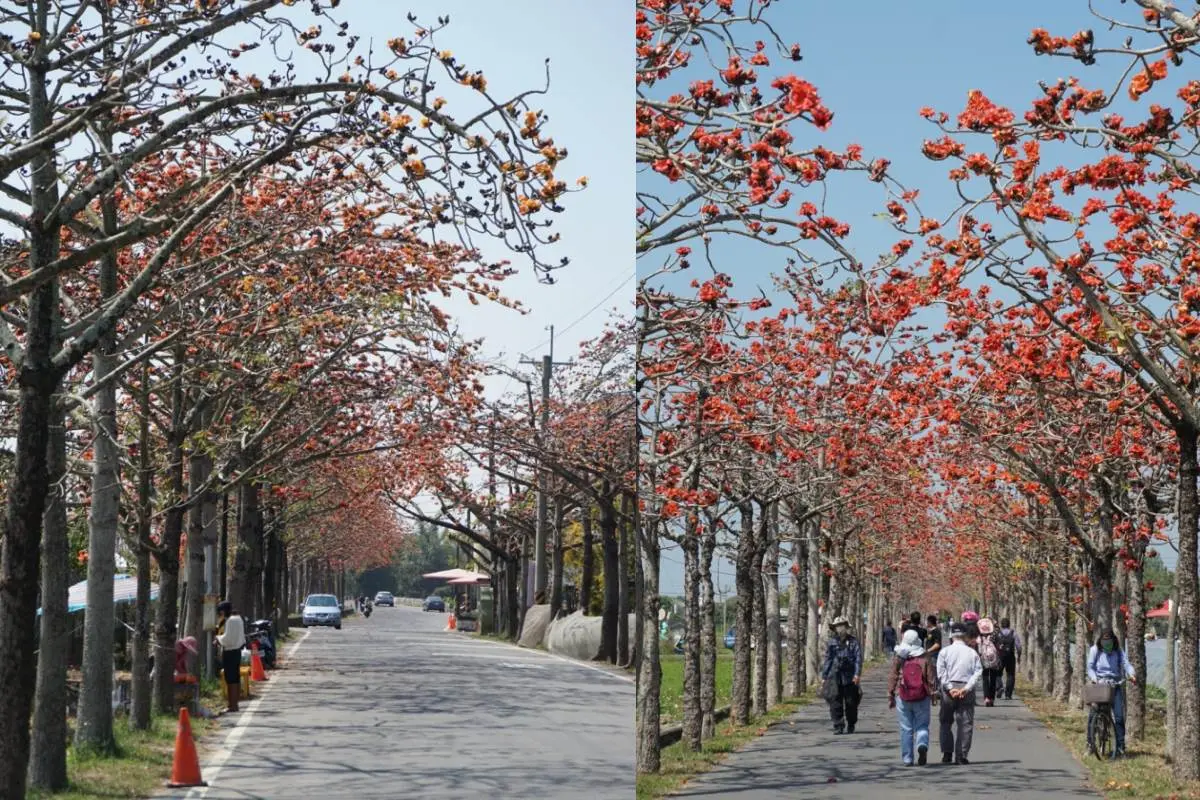 2022台南「白河木棉花季」美炸!朝聖全球最美花海大道,綿延1.7公里超壯觀 2022台南「白河木棉花季」美炸!朝聖全球最美花海大道,綿延1.7公里超壯觀