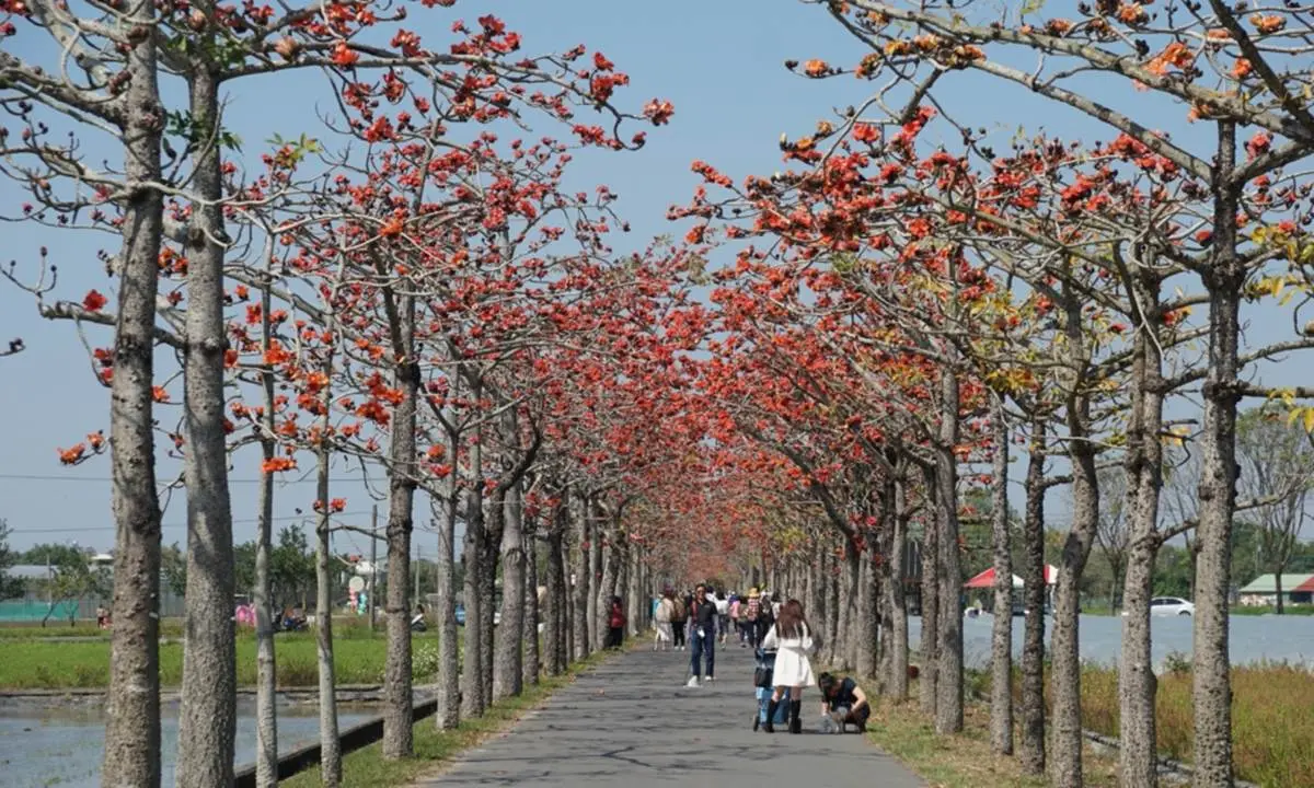 2022台南「白河木棉花季」美炸!朝聖全球最美花海大道,綿延1.7公里超壯觀 2022台南「白河木棉花季」美炸!朝聖全球最美花海大道,綿延1.7公里超壯觀