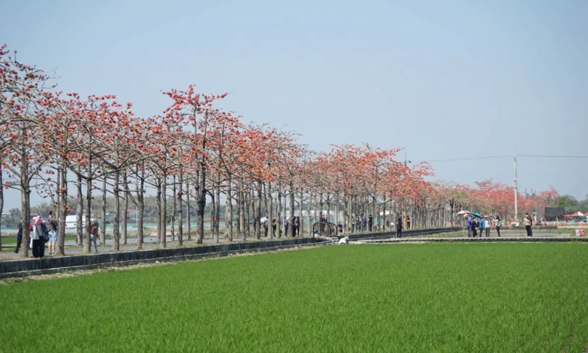 2022台南「白河木棉花季」美炸!朝聖全球最美花海大道,綿延1.7公里超壯觀 2022台南「白河木棉花季」美炸!朝聖全球最美花海大道,綿延1.7公里超壯觀