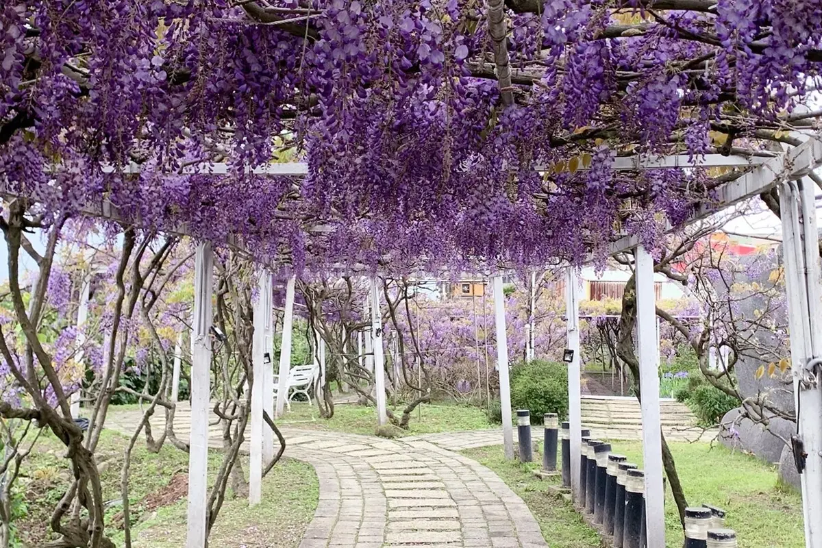 全台最大「萬坪紫藤瀑布花海」3/15搶開放！打卡夢幻步道，順拍巨型摩艾石像