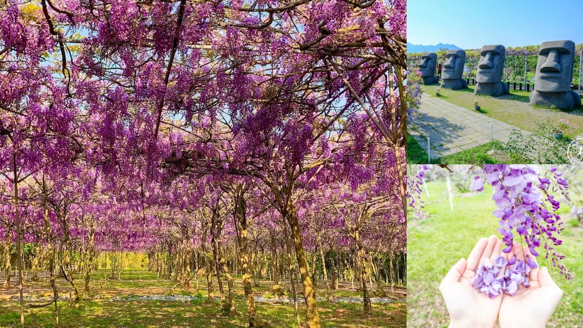 全台最大「萬坪紫藤瀑布花海」3/15搶開放！打卡夢幻步道，順拍巨型摩艾石像