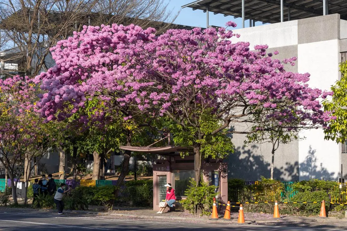 全台最美公車站在這！粉嫩色「洋紅風鈴木」浪漫盛開，等車就能打卡IG美照