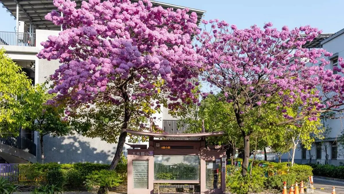全台最美公車站在這!粉嫩色「洋紅風鈴木」浪漫盛開,等車就能打卡IG美照