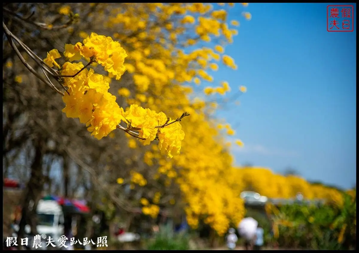 金黃色旋風洗版IG！春季限定「黃花風鈴木隧道」浪漫炸開，延綿１公里美到翻
