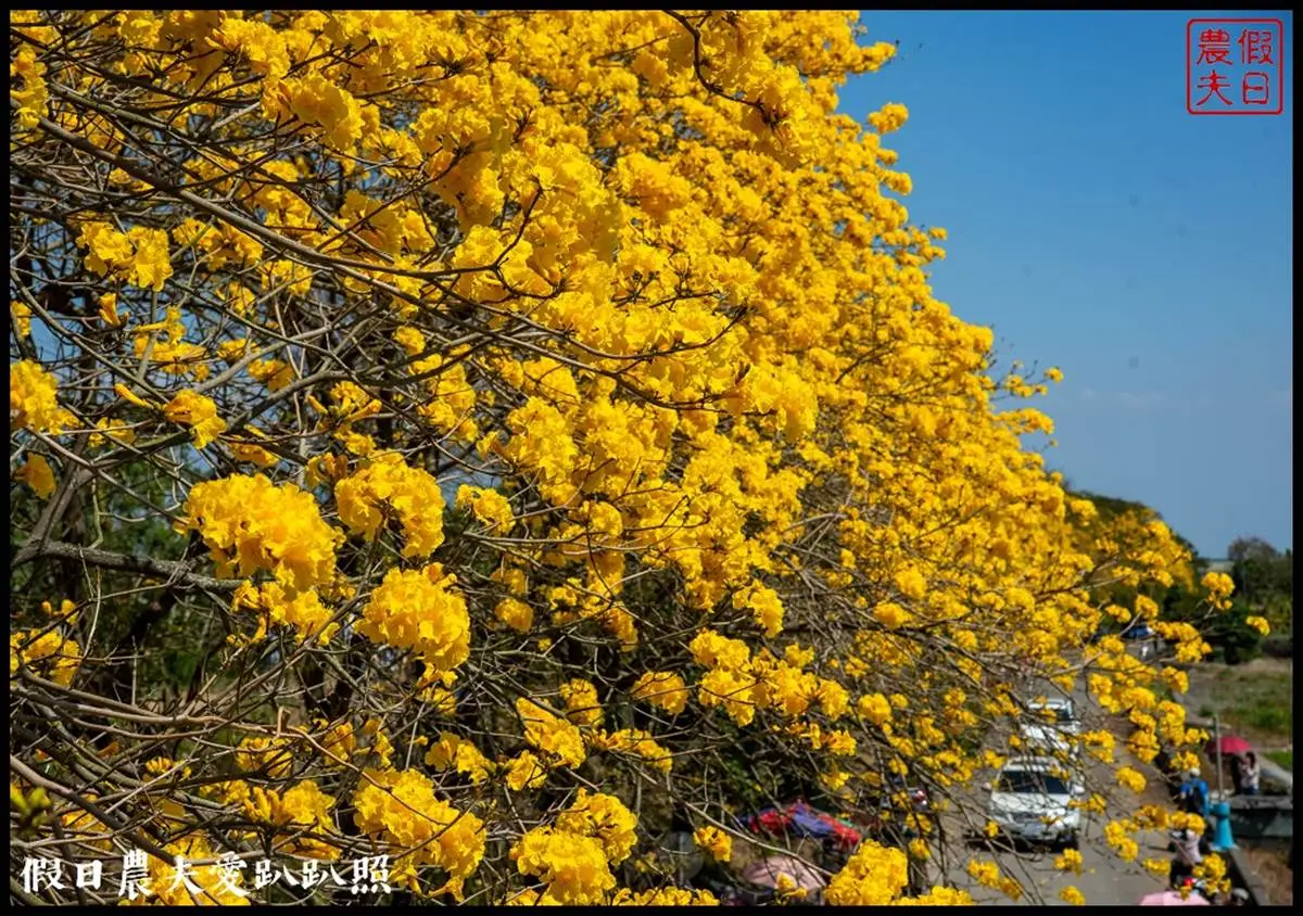 金黃色旋風洗版IG！春季限定「黃花風鈴木隧道」浪漫炸開，延綿１公里美到翻