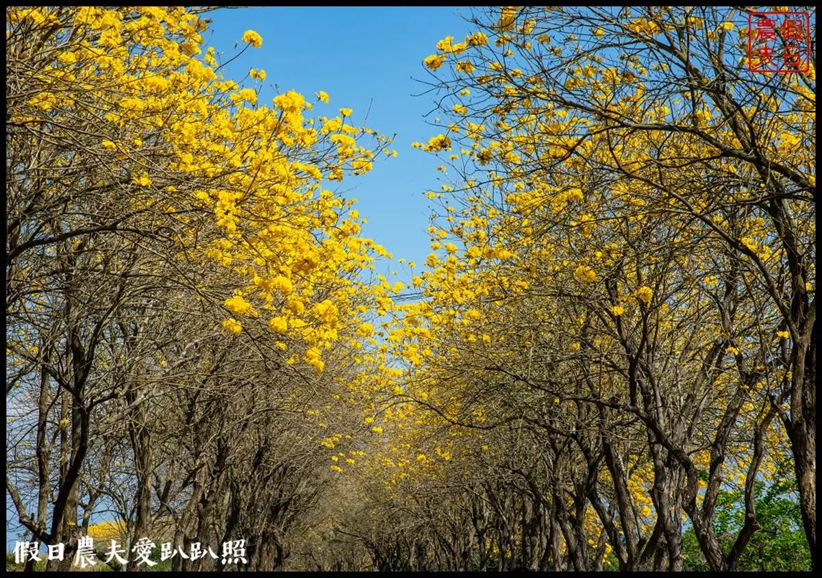 金黃色旋風洗版IG！春季限定「黃花風鈴木隧道」浪漫炸開，延綿１公里美到翻