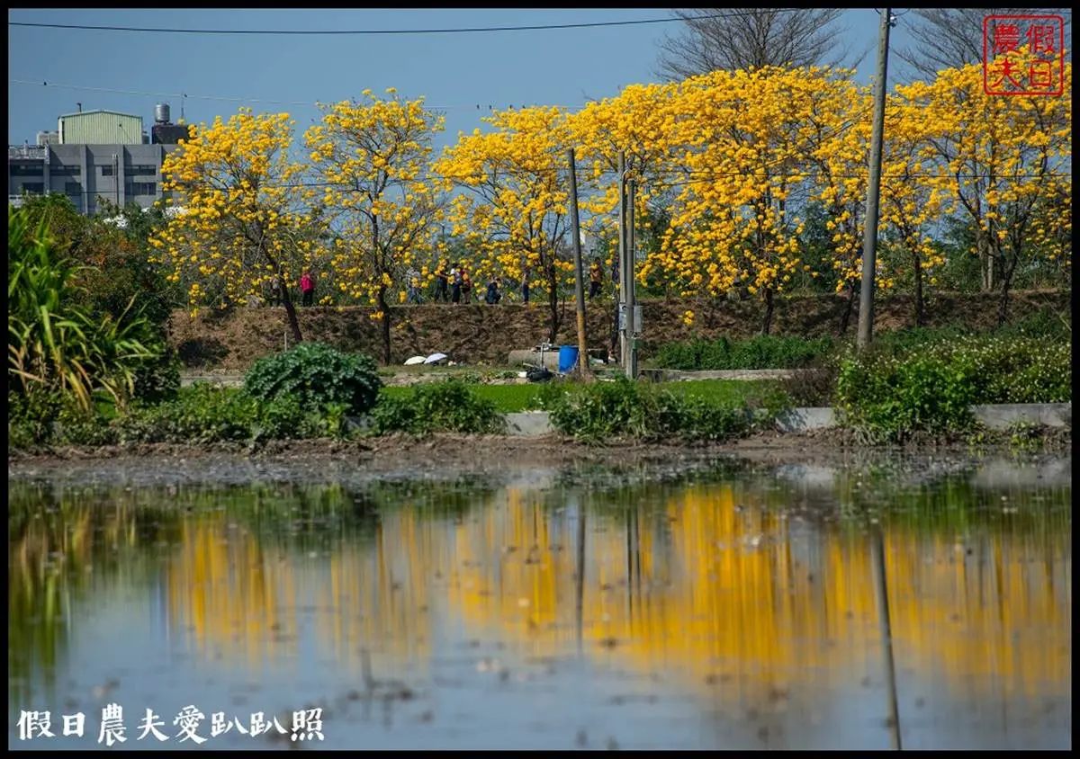 金黃色旋風洗版IG！春季限定「黃花風鈴木隧道」浪漫炸開，延綿１公里美到翻