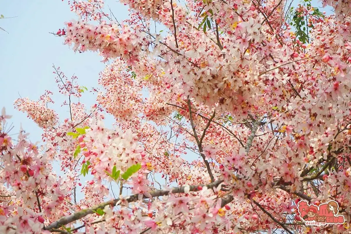 免門票拍到飽!夢幻「桃紅色花旗木」現正綻放中,粉嫩不輸日本櫻花海 免門票拍到飽!夢幻「桃紅色花旗木」現正綻放中,粉嫩不輸日本櫻花海