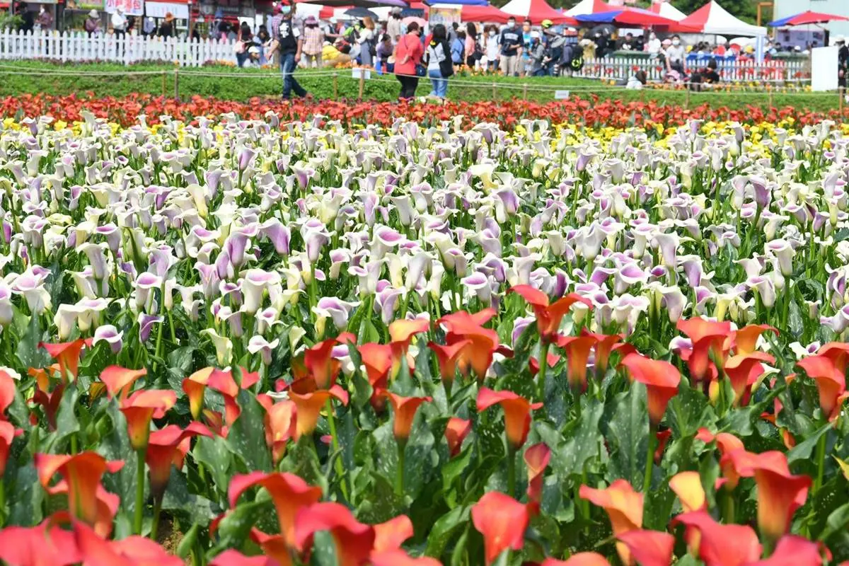 搶拍7.2萬株花海+迪士尼音樂會!「2022桃園彩色海芋季」開跑,限定16天快衝 搶拍7.2萬株花海+迪士尼音樂會!「2022桃園彩色海芋季」開跑,限定16天快衝