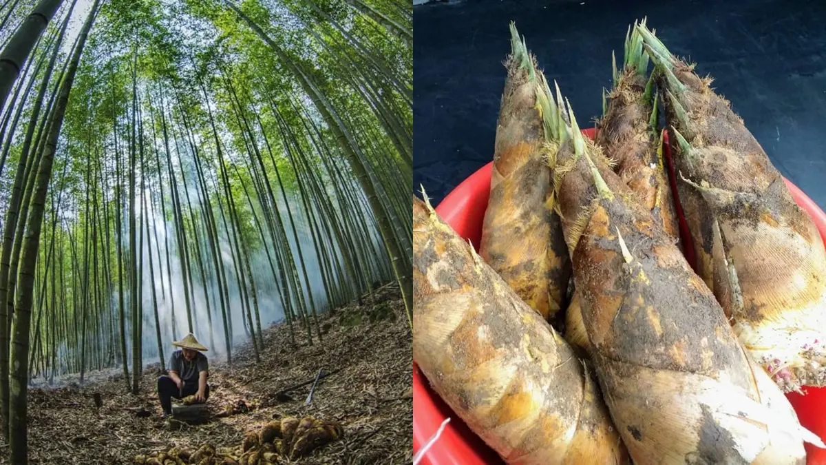 台版北歐「銀河玻璃屋」在南投!絕美星空小鎮+瀑布雲海,再體驗高山挖春筍 台版北歐「銀河玻璃屋」在南投!絕美星空小鎮+瀑布雲海,再體驗高山挖春筍