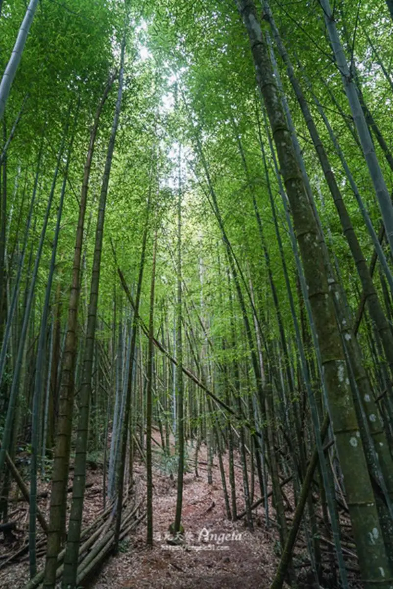 秒飛京都嵐山!北中南8大竹林景點:廢棄鐵牛車祕境、《臥虎藏龍》場景重現 秒飛京都嵐山!北中南8大竹林景點:廢棄鐵牛車祕境、《臥虎藏龍》場景重現
