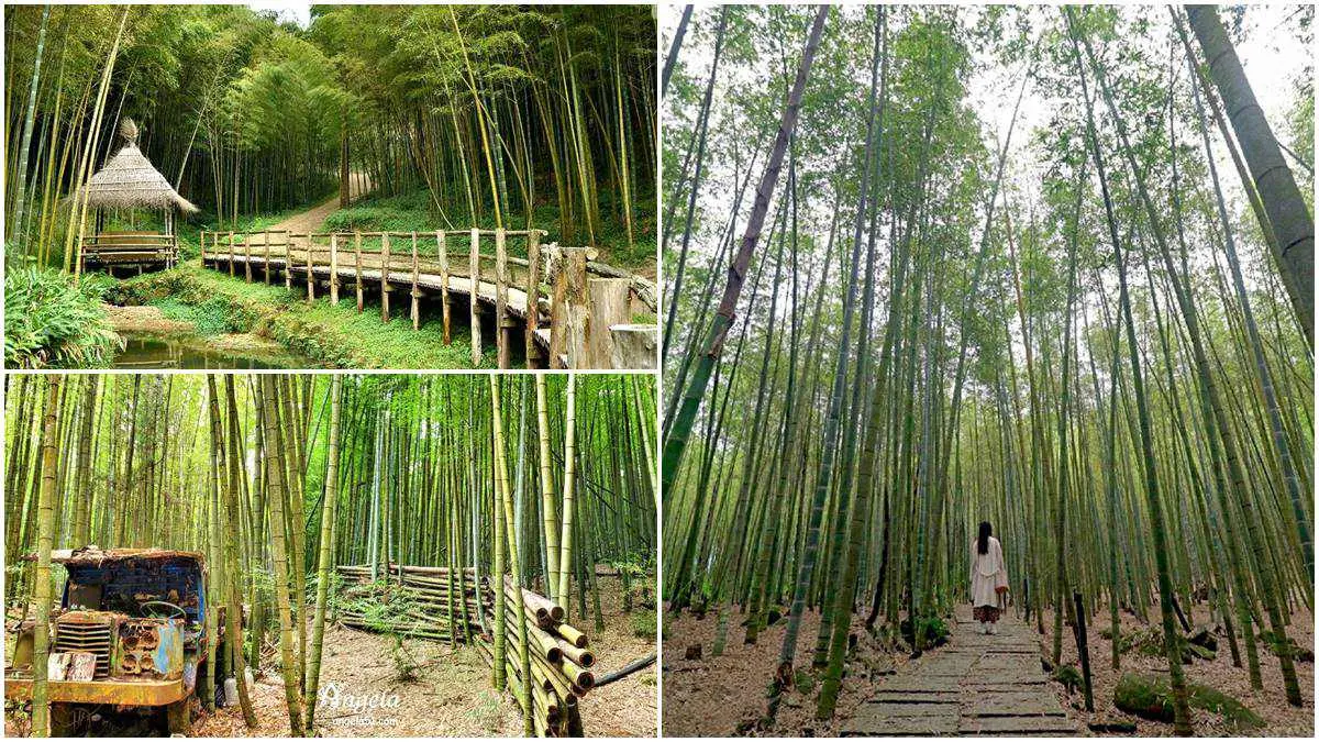秒飛京都嵐山！北中南８大竹林景點：廢棄鐵牛車祕境、《臥虎藏龍》場景重現