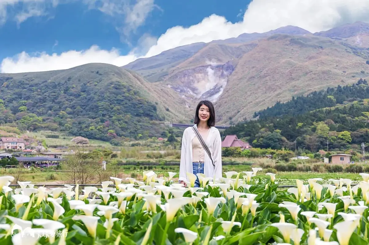 海芋開了！快衝陽明山打卡白色波浪，網美最愛花海鞦韆「這裡」拍